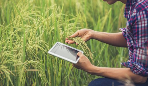 Farmer standing in a rice field with a tablet.
