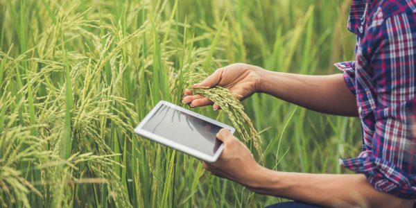 Farmer standing in a rice field with a tablet.